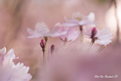 Blomsterdröm - foto av Eva Bucksch